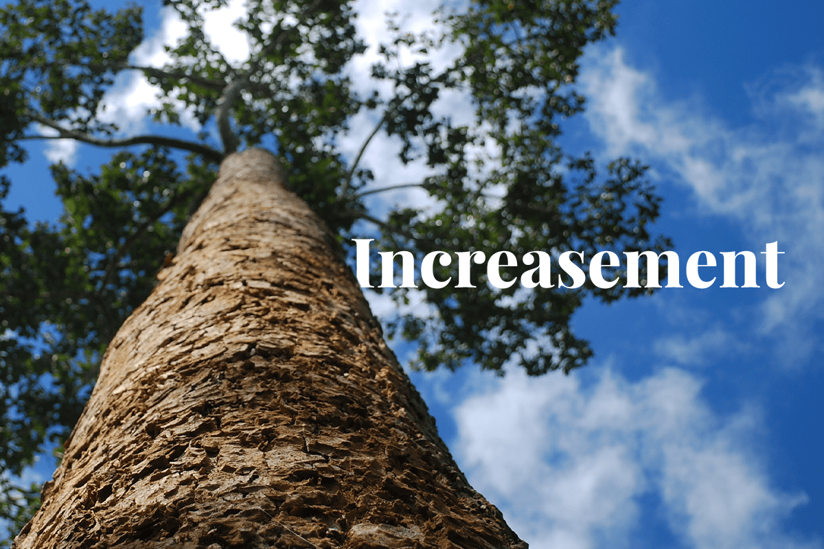 skyrocket of a price of carbon offsetting_large deciduous tree_visual 1