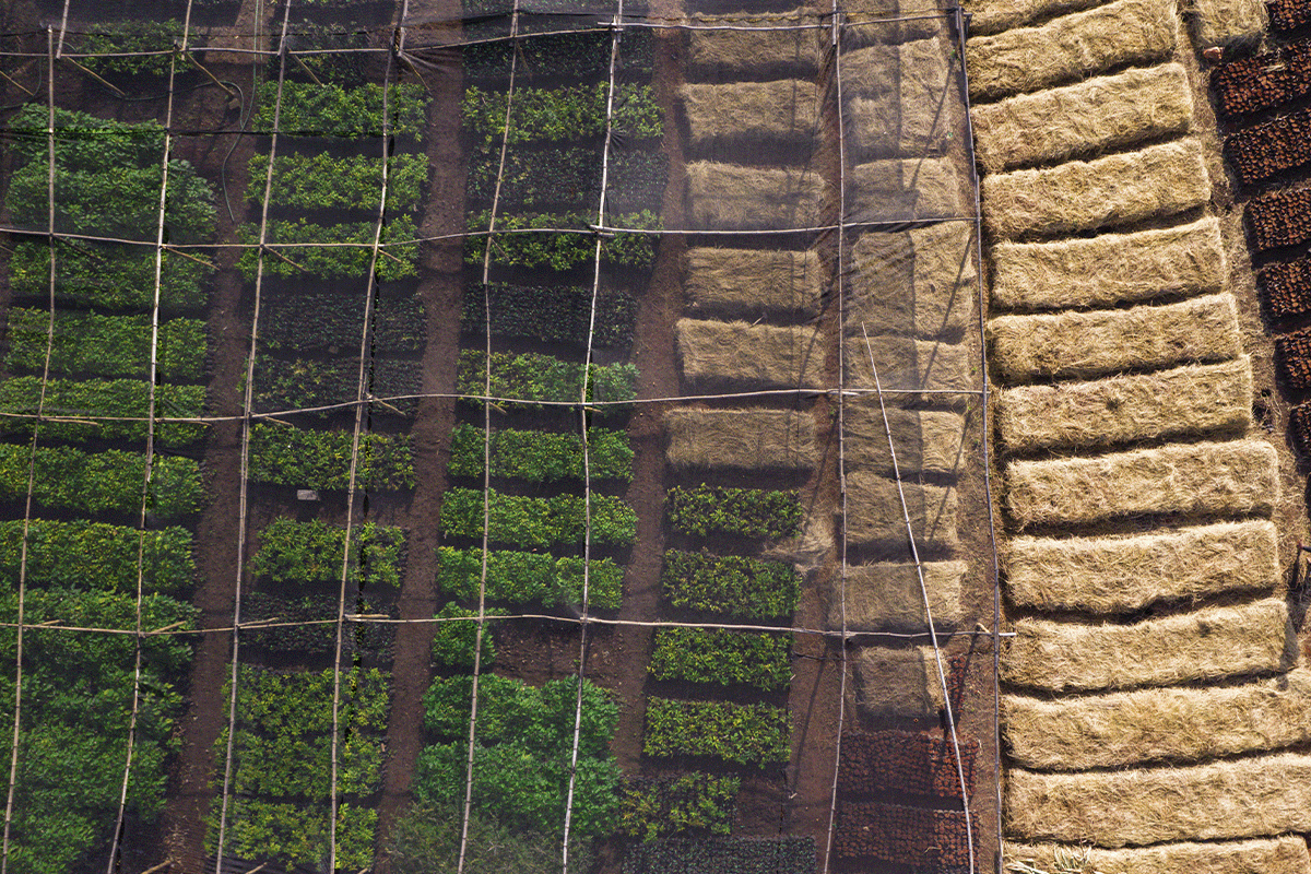 staying ahead of the curve on sustainability_drone photo of a tree nursery_visual 5