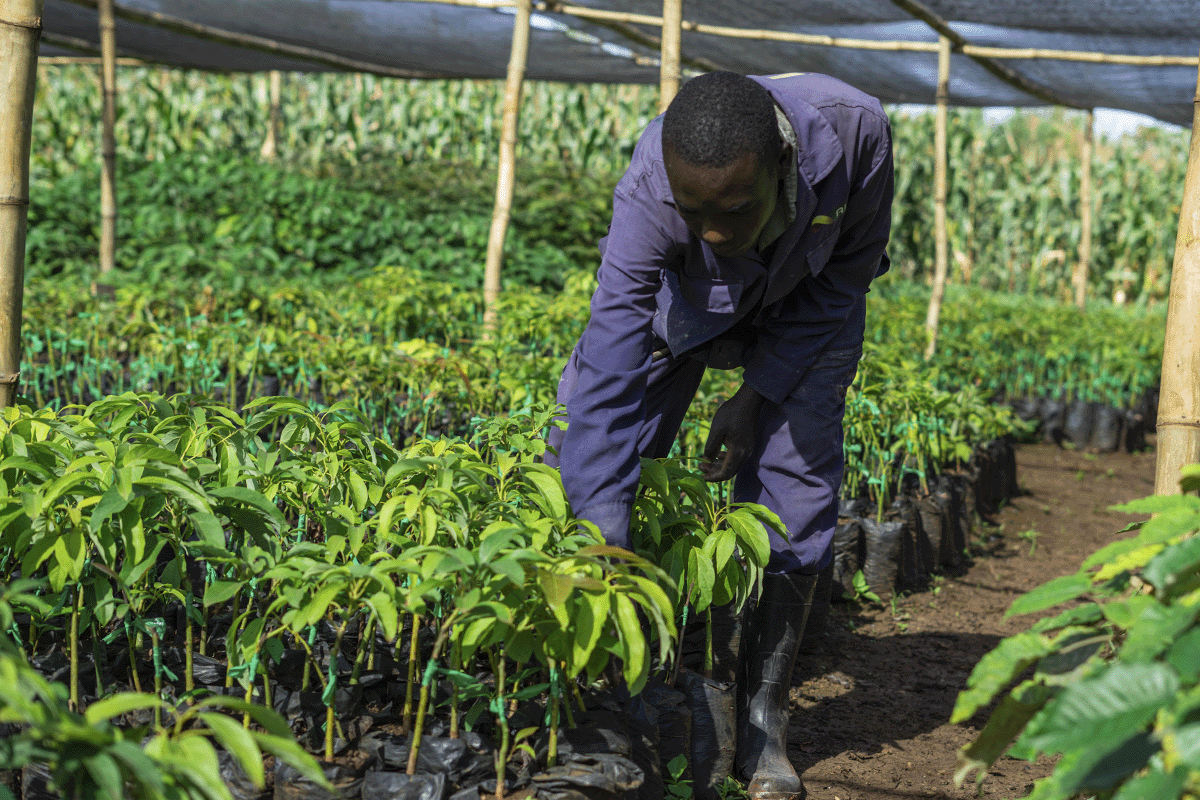 staying ahead of the curve on sustainability_man working in a tree nursery_visual 3