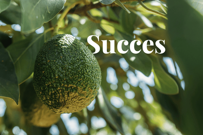 staying ahead of the curve on sustainability_tree with ripe avocados_visual 1_NL