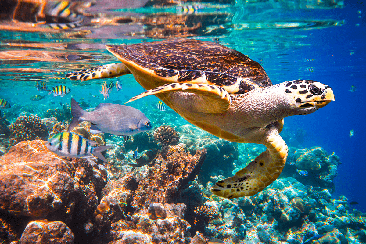 tackling plastic pollution_hawksbill turtle_visual 1