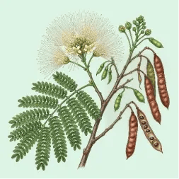 the bulindi agroforestry and chimpanzee conservation project_albizia coriaria