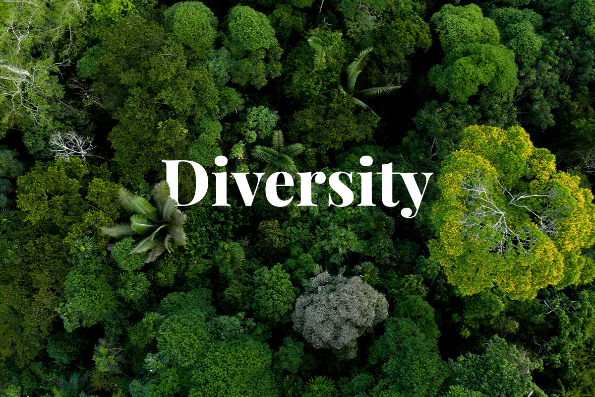 tree diversity_diverse Amazon forest_visual 1