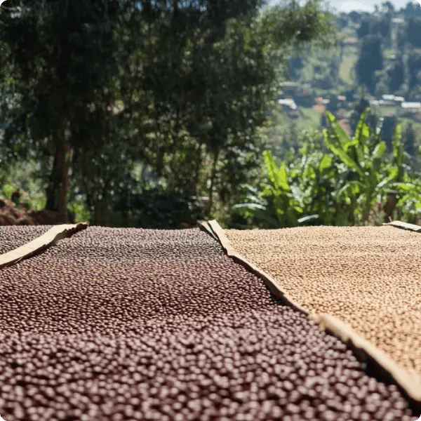 uganda coffee growing project_Image gallery_11_600