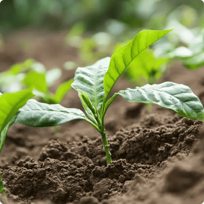 uganda coffee growing project_Image gallery_3_600