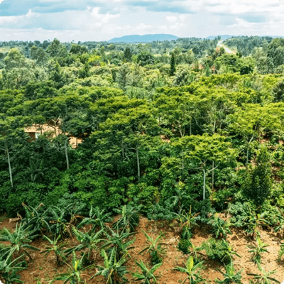 uganda coffee growing project_Image gallery_4_600