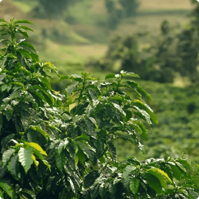 uganda coffee growing project_Image gallery_7_600