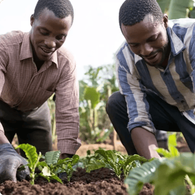 uganda coffee growing project_Image gallery_8_600