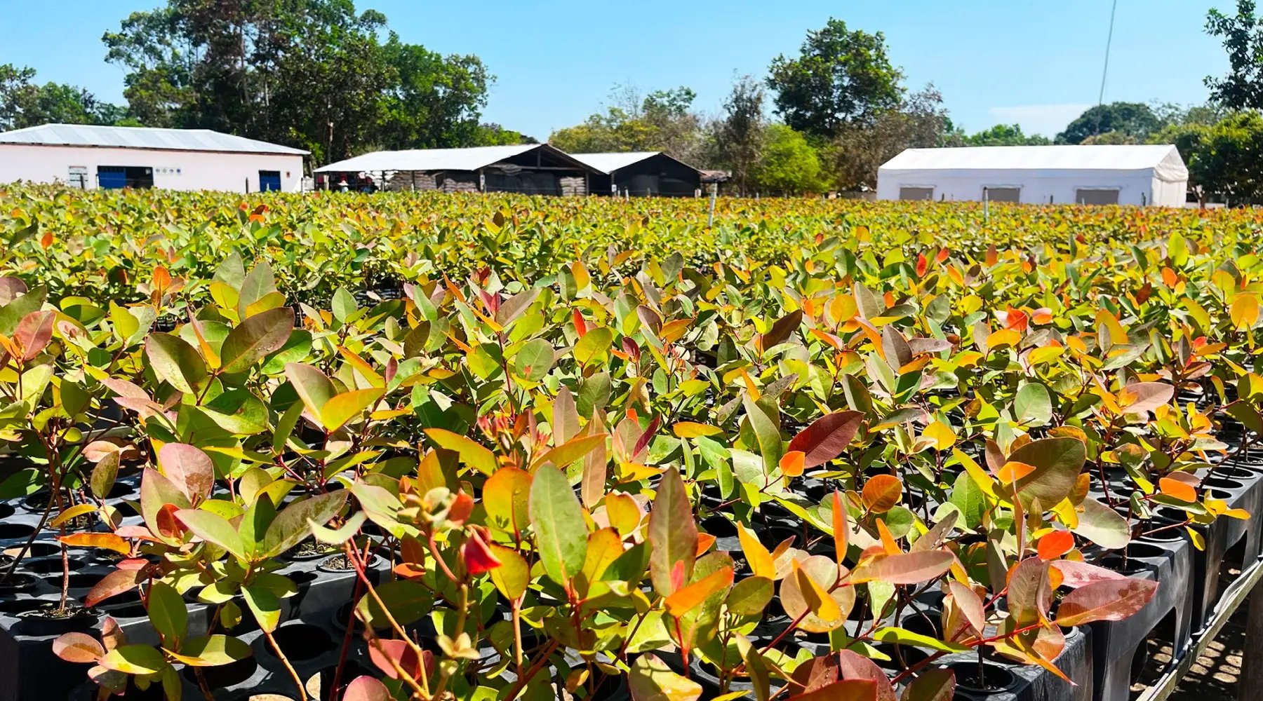 vichada-climate-reforestation-project-paz