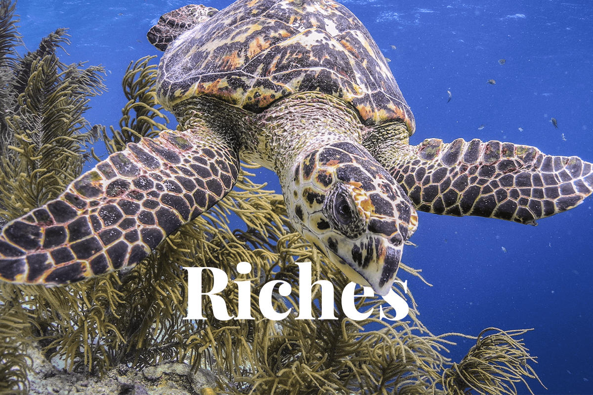 wildlife riches along Red Sea coastline_Hawksbill turtle_visual 1