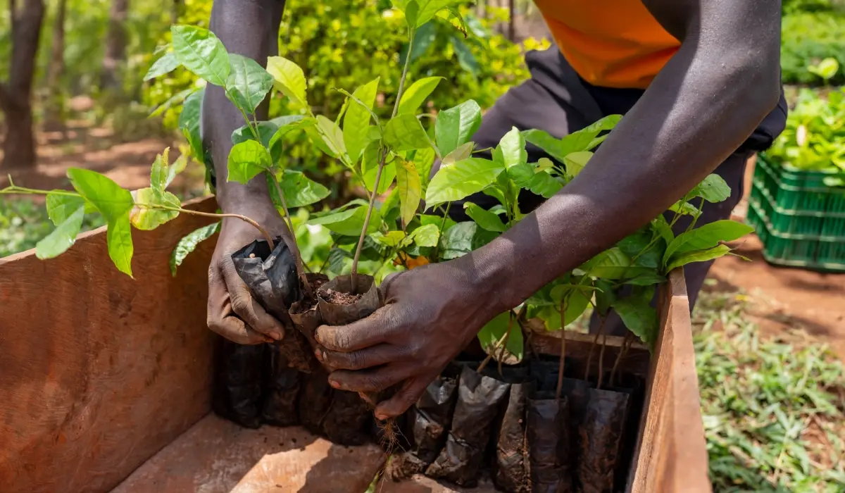How to choose high-quality carbon credits