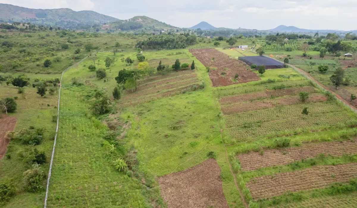 Preparing farmers for a stronger planting season in Bulindi
