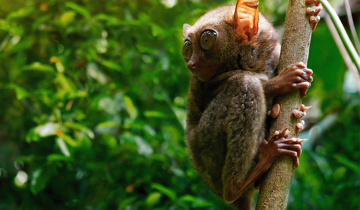 The Philippines' battle against deforestation: progress and challenges