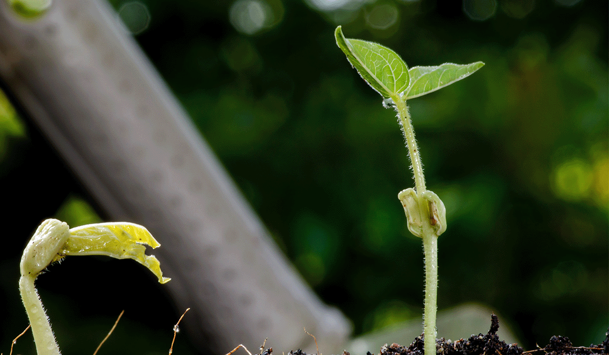 seedling