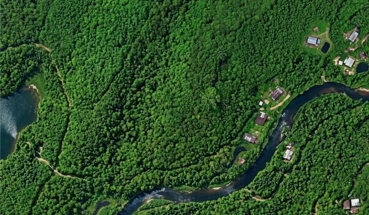 A new frontier for forest carbon: Verra targets degradation