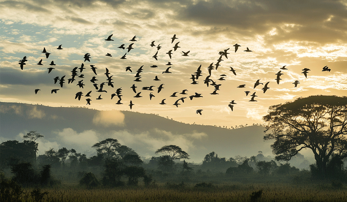 DGB celebrates the vital role of reforestation in bird migration during World Migration Bird Day