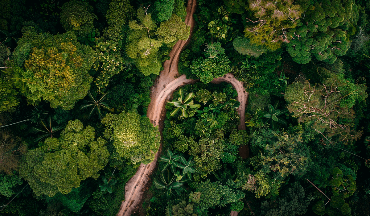 The voluntary carbon market's journey through 2023 and beyond