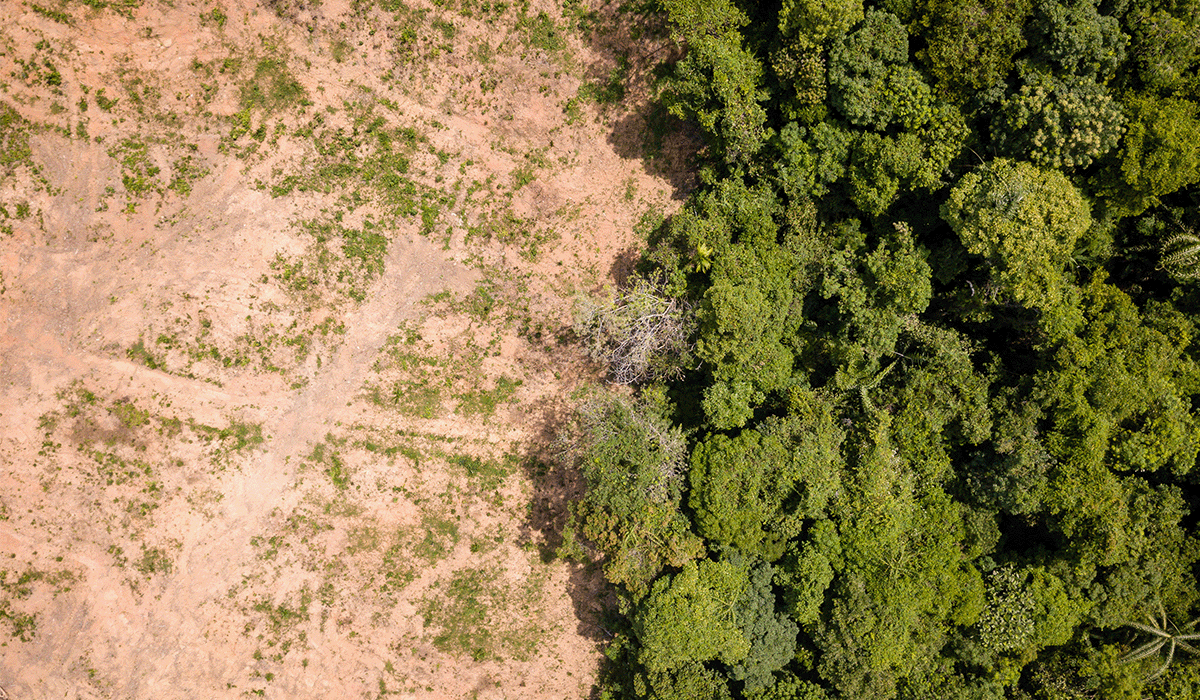 Countries with the highest deforestation rates in the world