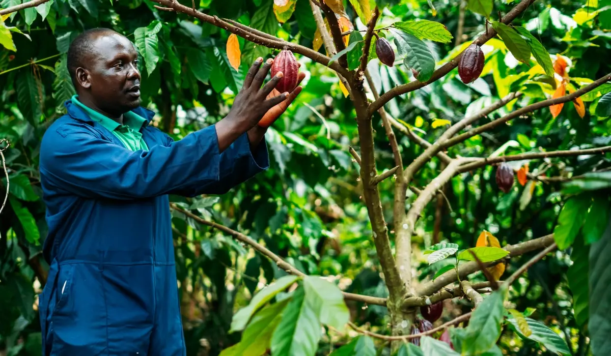 How community stewardship makes carbon credits durable 