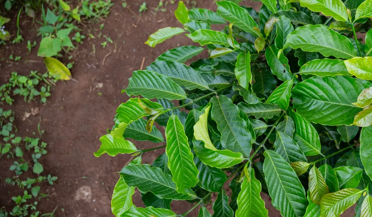 Green Earth tekent intentie-overeenkomst voor afname van CO₂-certificaten