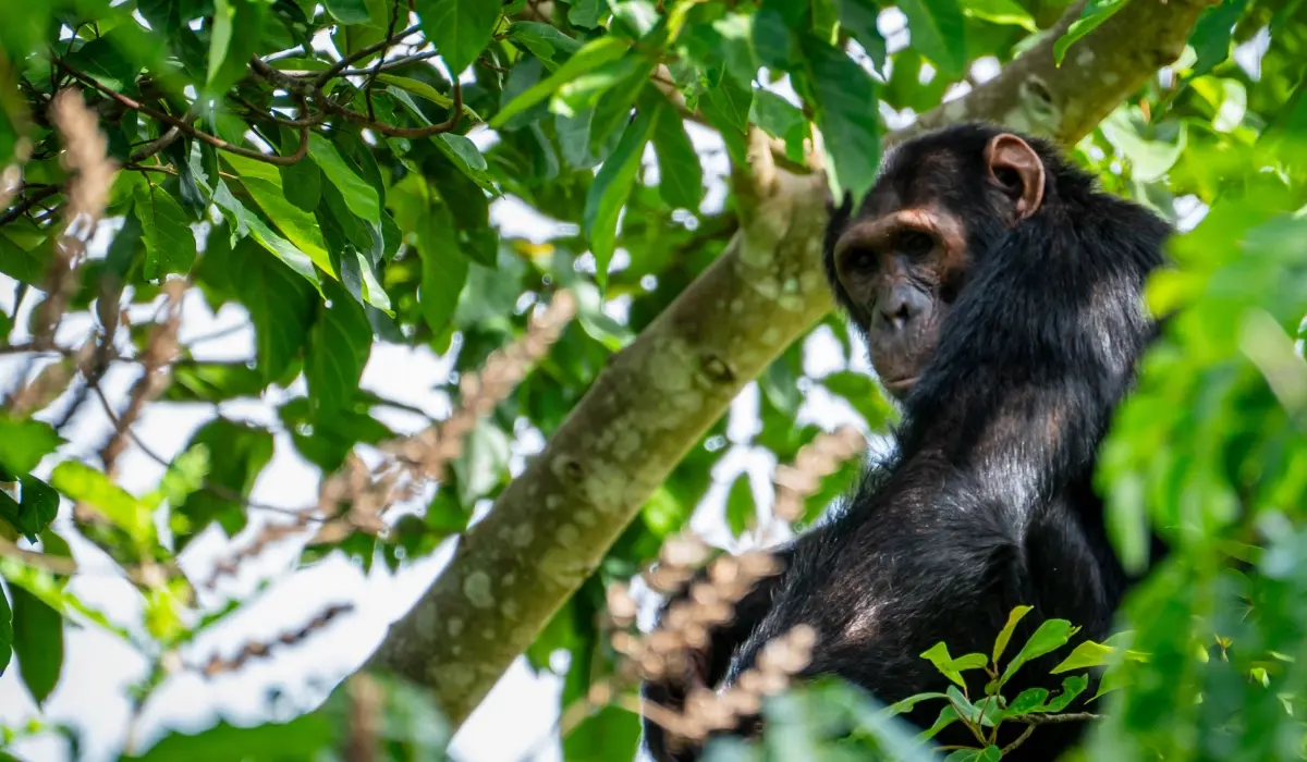 Bulindi Agroforestry and Chimpanzee Conservation Project achieves Gold Standard validation