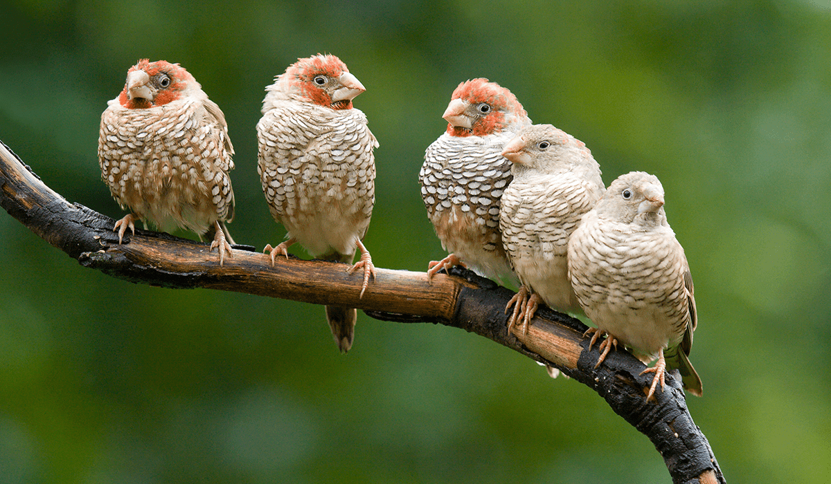 5 ways businesses can implement the new Global Biodiversity Framework