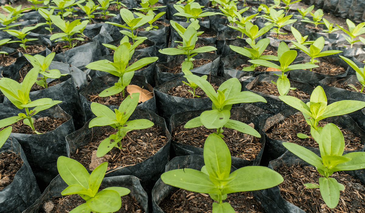 5 Sustainable business practices to achieve net zero