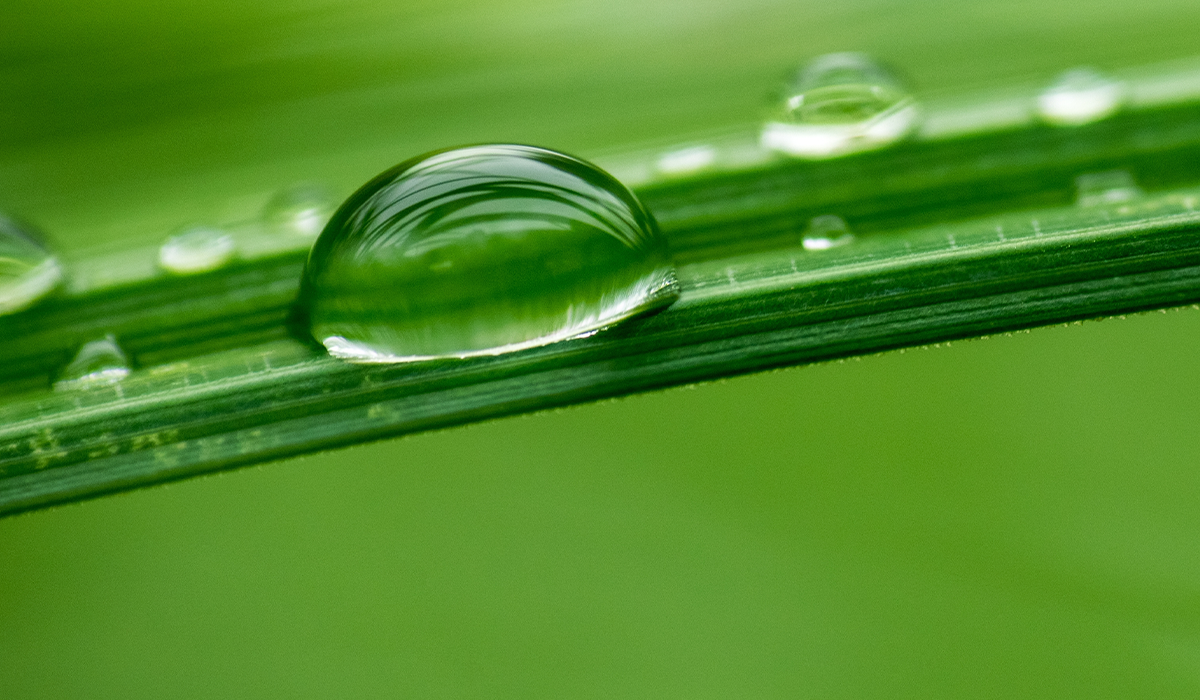 carbon footprint green leaf