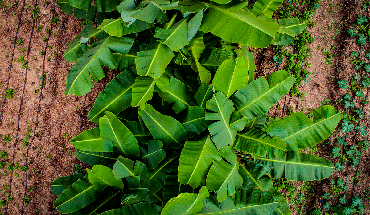 Farming's new frontier: agroecology in action. What is agroecology?