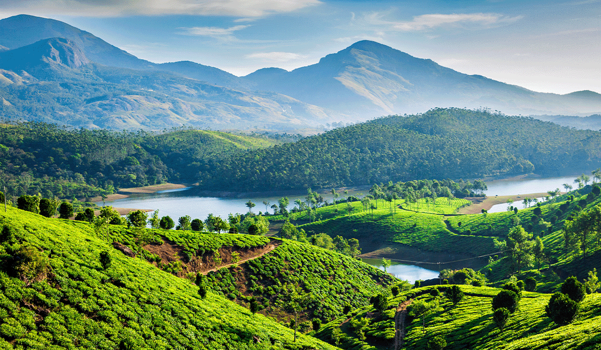 Amazon's Wild Carbon programme: cultivating a greener India