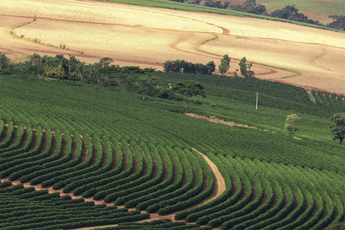 140323_Haitis Deforestation Situation Causes, Consequences, and Solutions_Visual 2