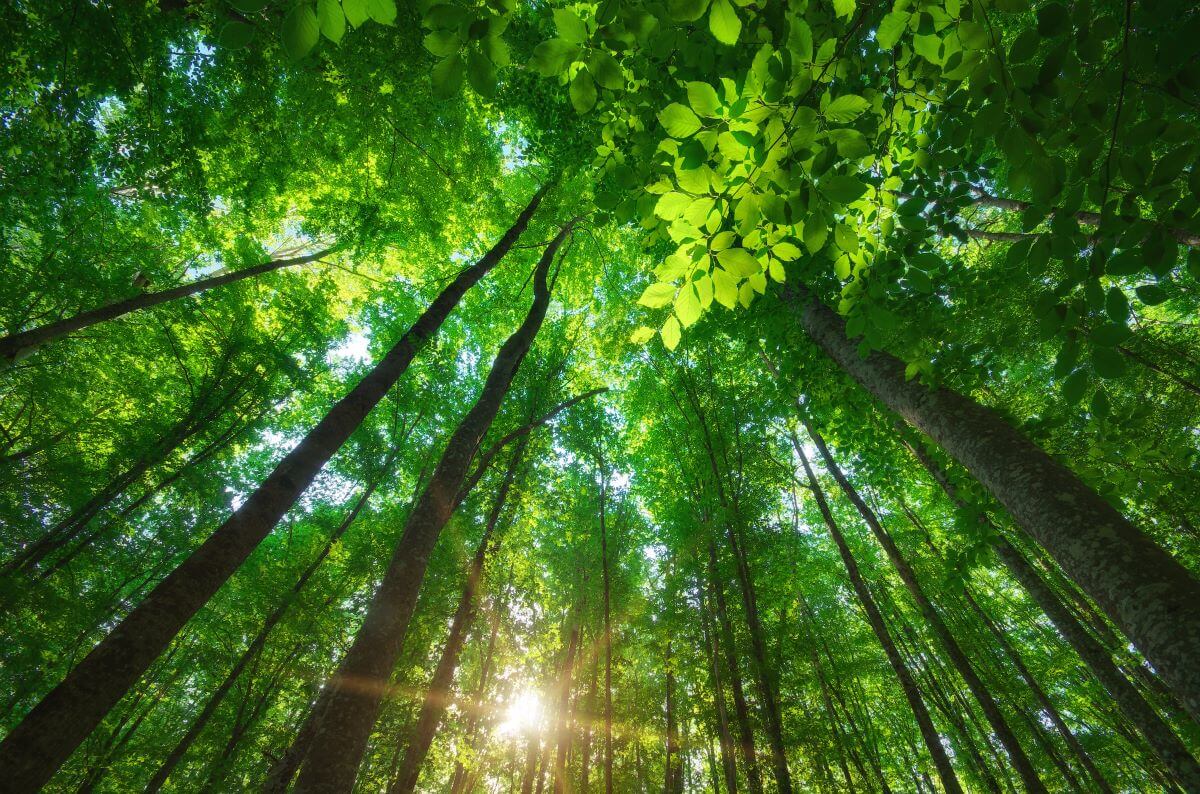 build a carbon-efficient portfolio