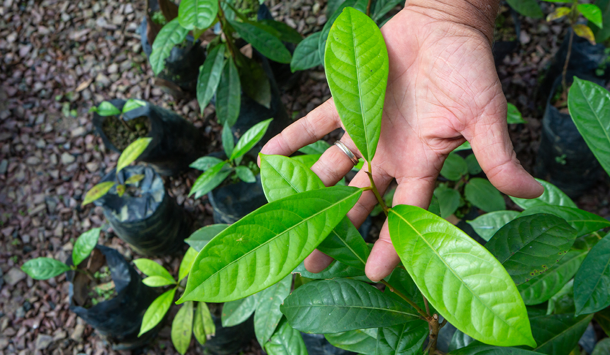 Biodiversity Credit Alliance could assist Voluntary Carbon Markets with governance 