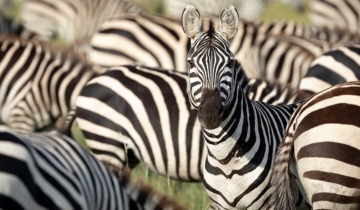 Biodiversity reporting: Why corporates must take a quantitative approach