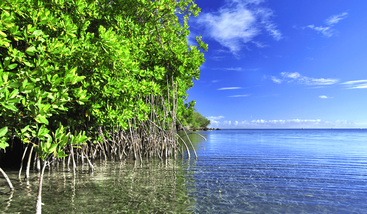 Blue carbon solutions: A promising opportunity for conservation and carbon abatement