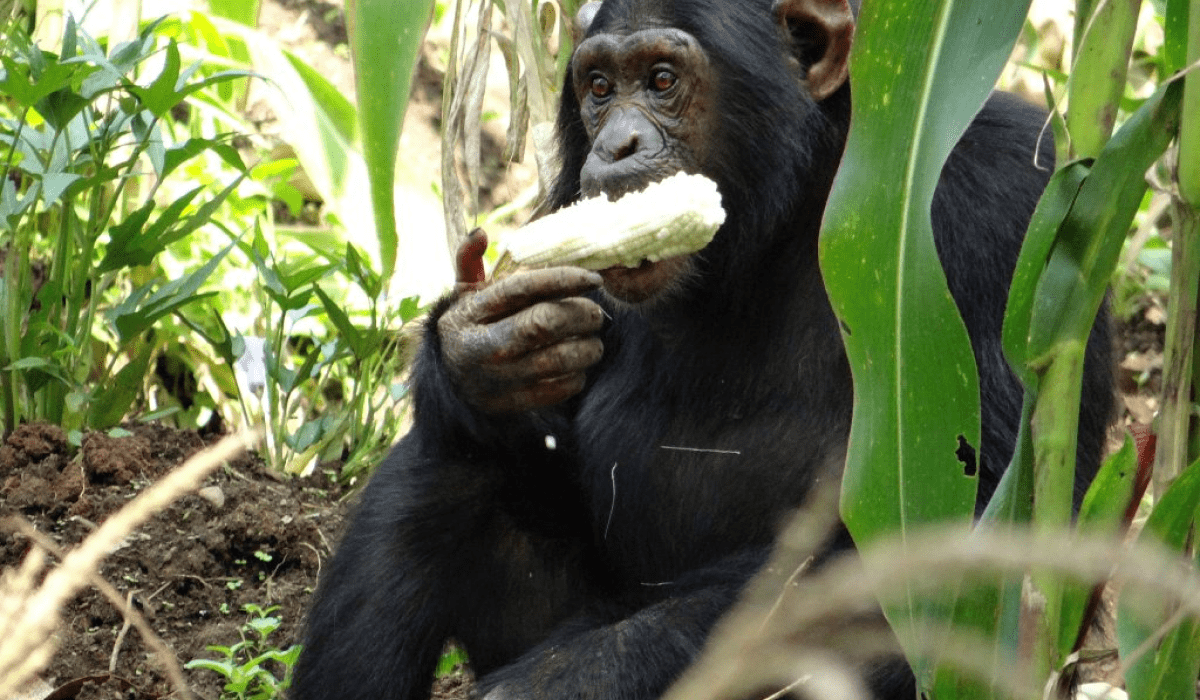 Bulindi Chimpanzee Habitat Restoration_bullet point 2-min
