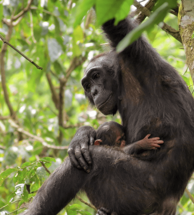 Bulindi Chimpanzee Habitat Restoration_cover-min-1-1