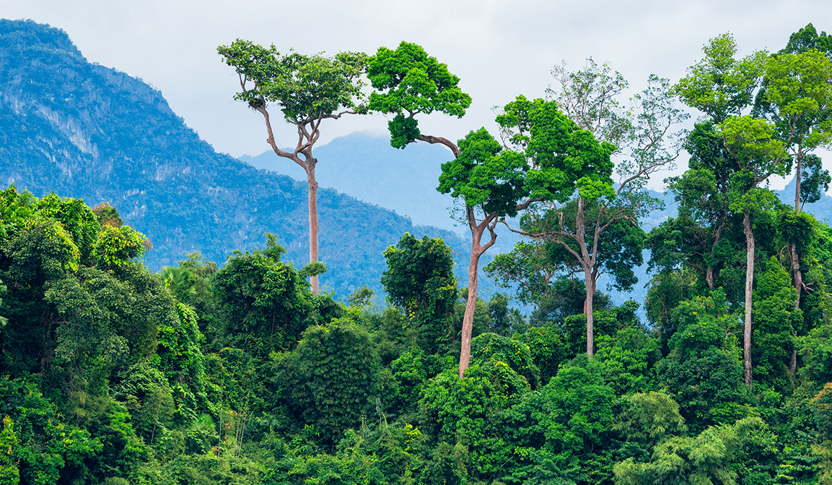 Carbon exchange CIX launches nature-based contract for forest conservation