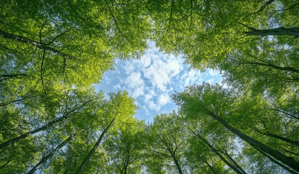 Top 10 countries with the most trees