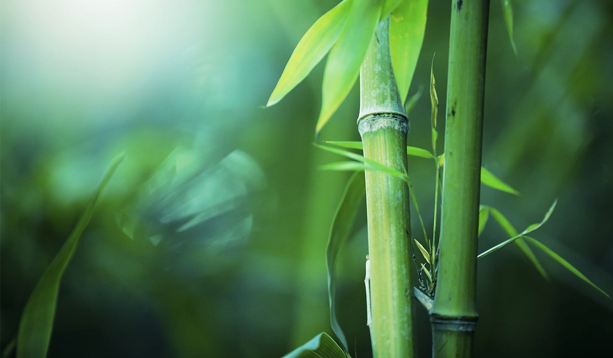 bamboo