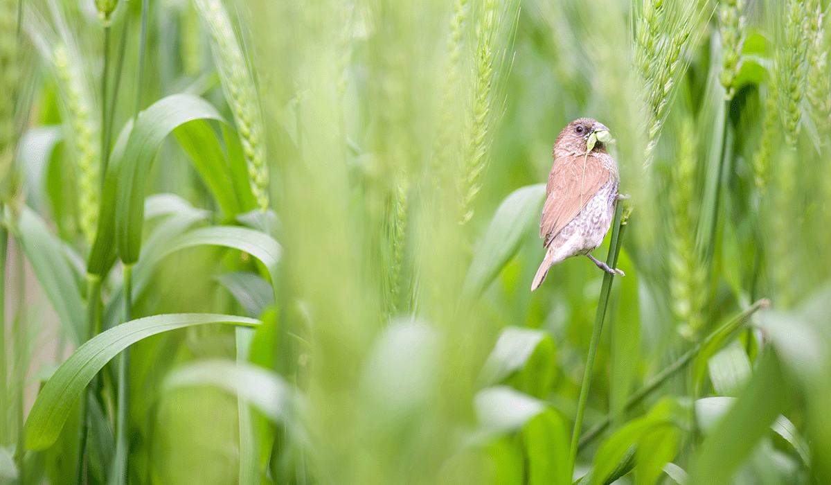 Corporate impact fuels $7.5 billion surge in nature tech investments