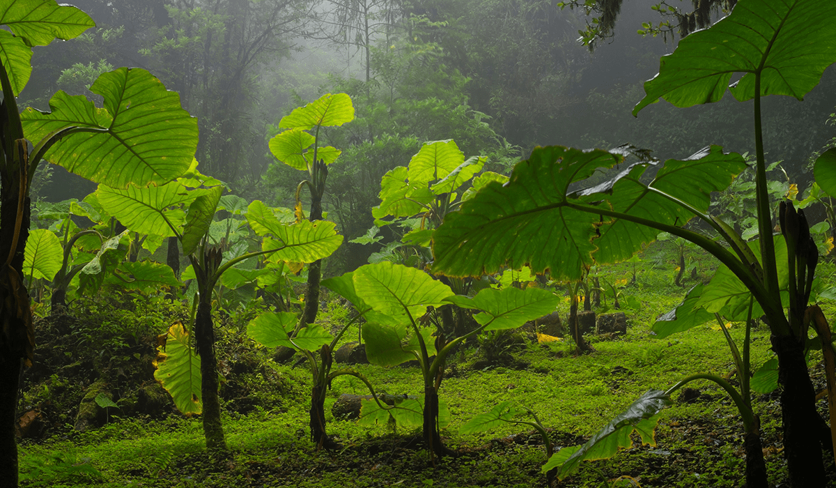 Costa Rica ponders ways to sustain reforestation success_featured