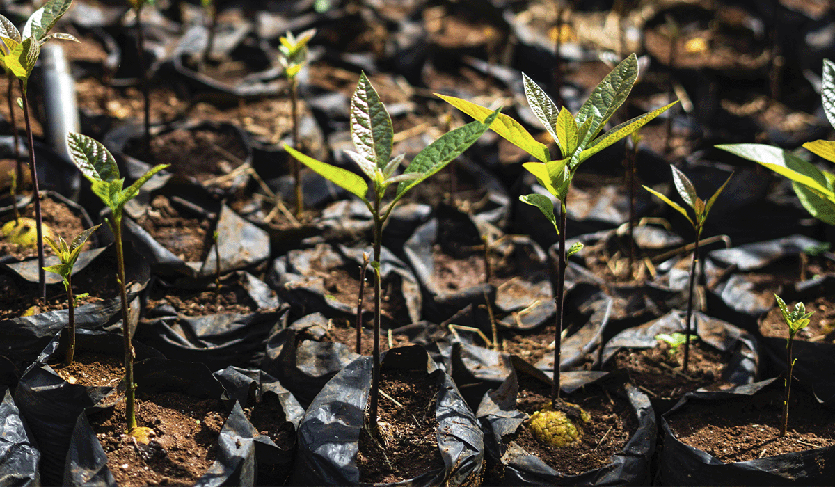 Cracking the code of carbon pricing: How does it work?