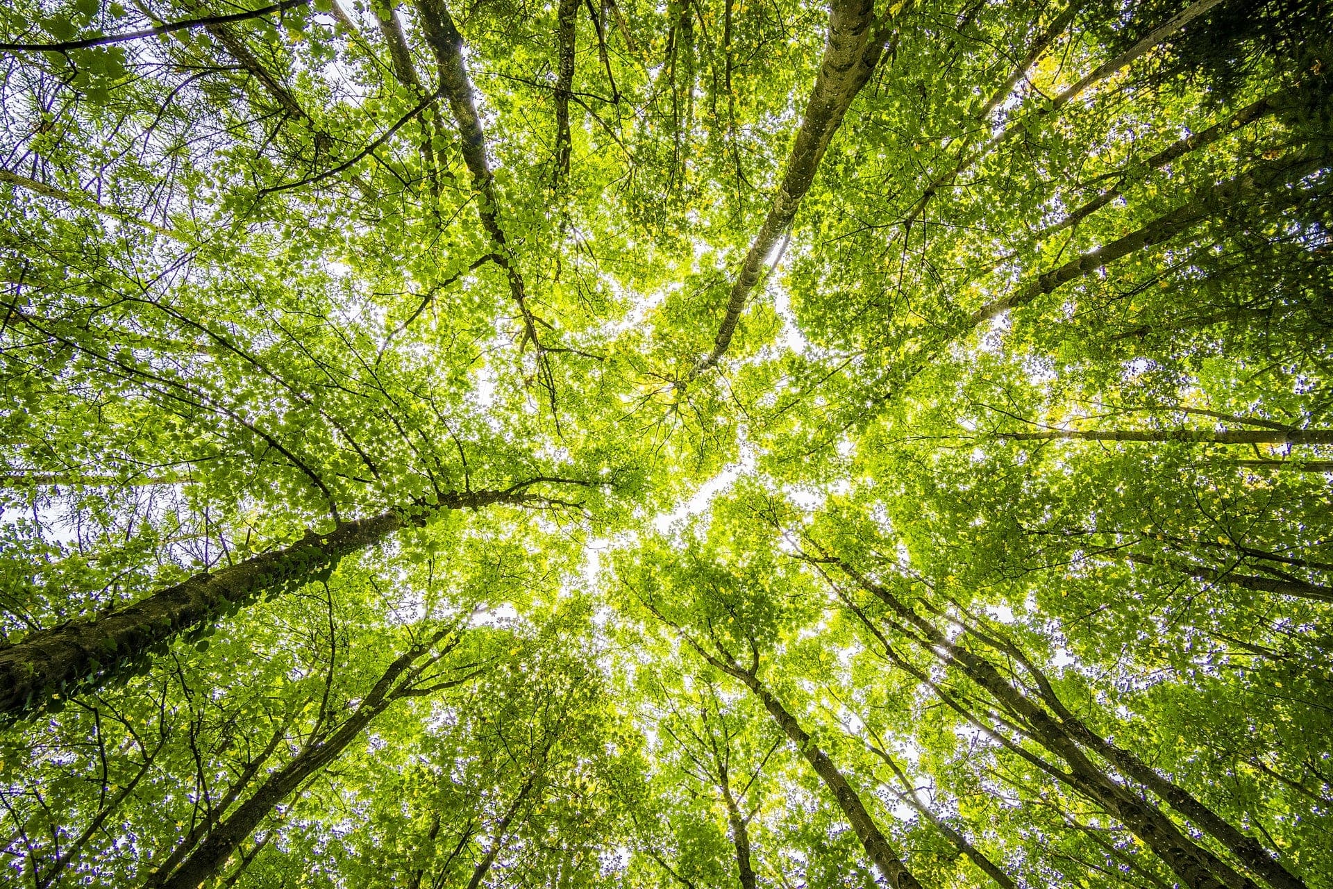DGB-Carbon-Offsett-Carbon-Credits-Company
