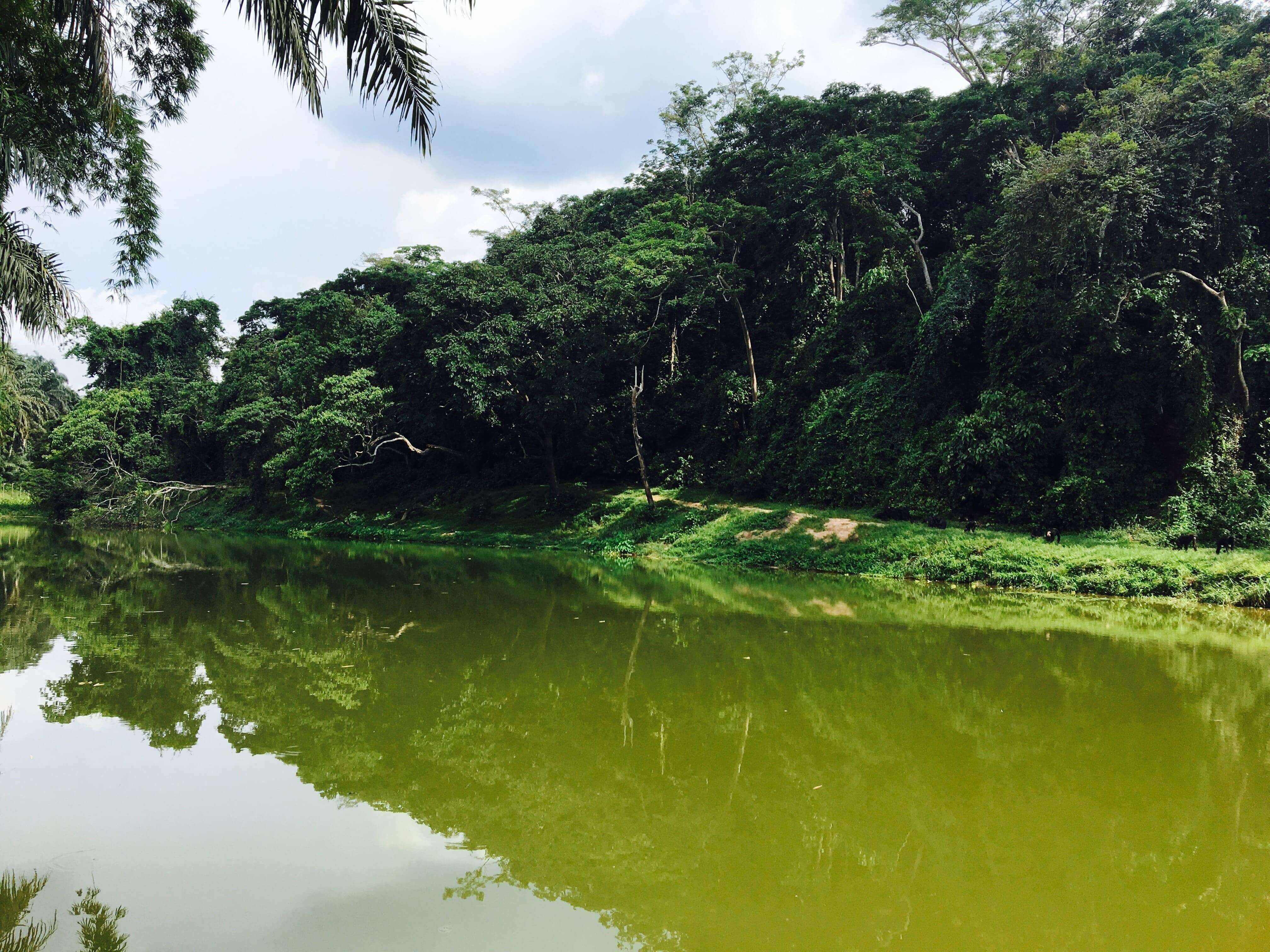 DGB-Nature-Conversation-Projects-Cameroon-Reforestation-3