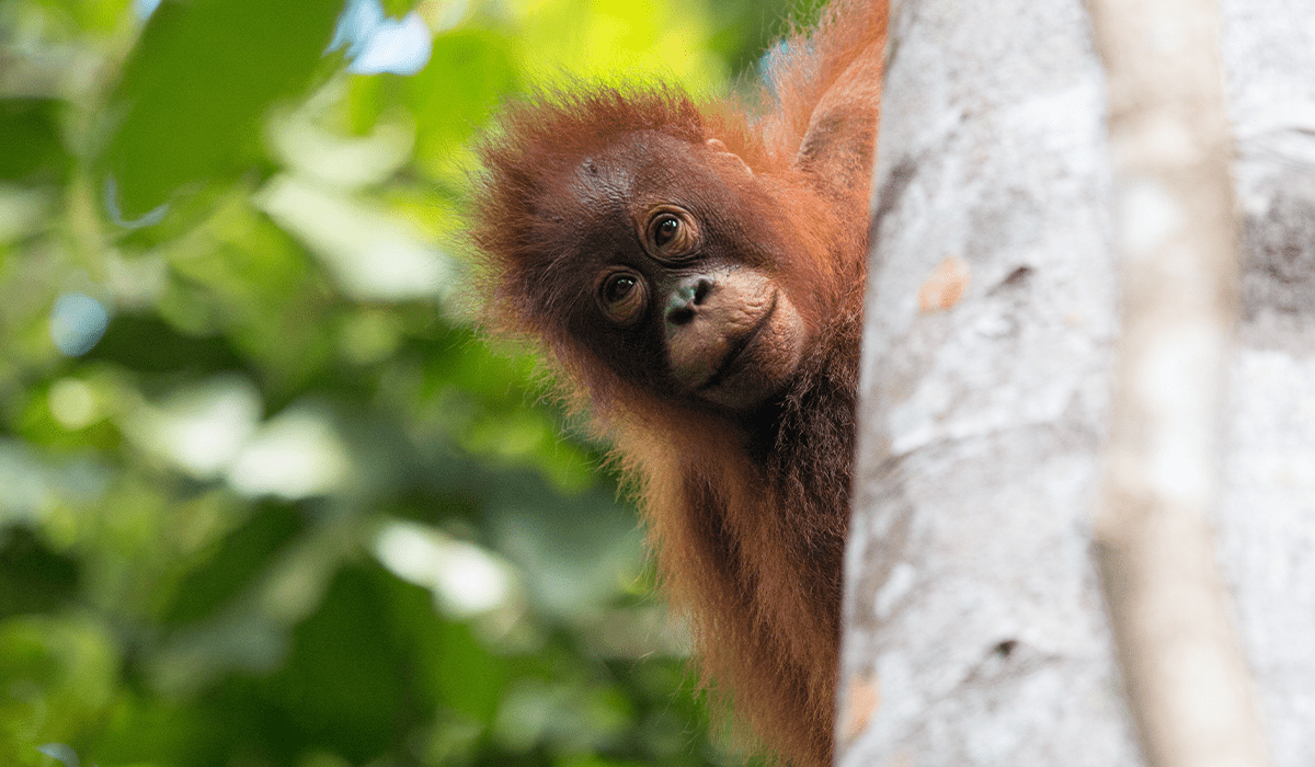 Deforestation in Asia_Baby orangutan in National Park in Borneo