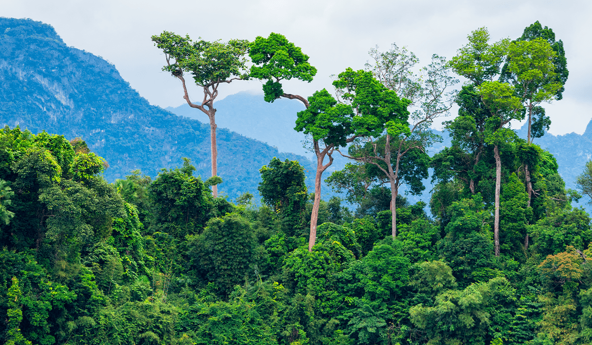 These two pictures do not show the same rainforest ten years apart