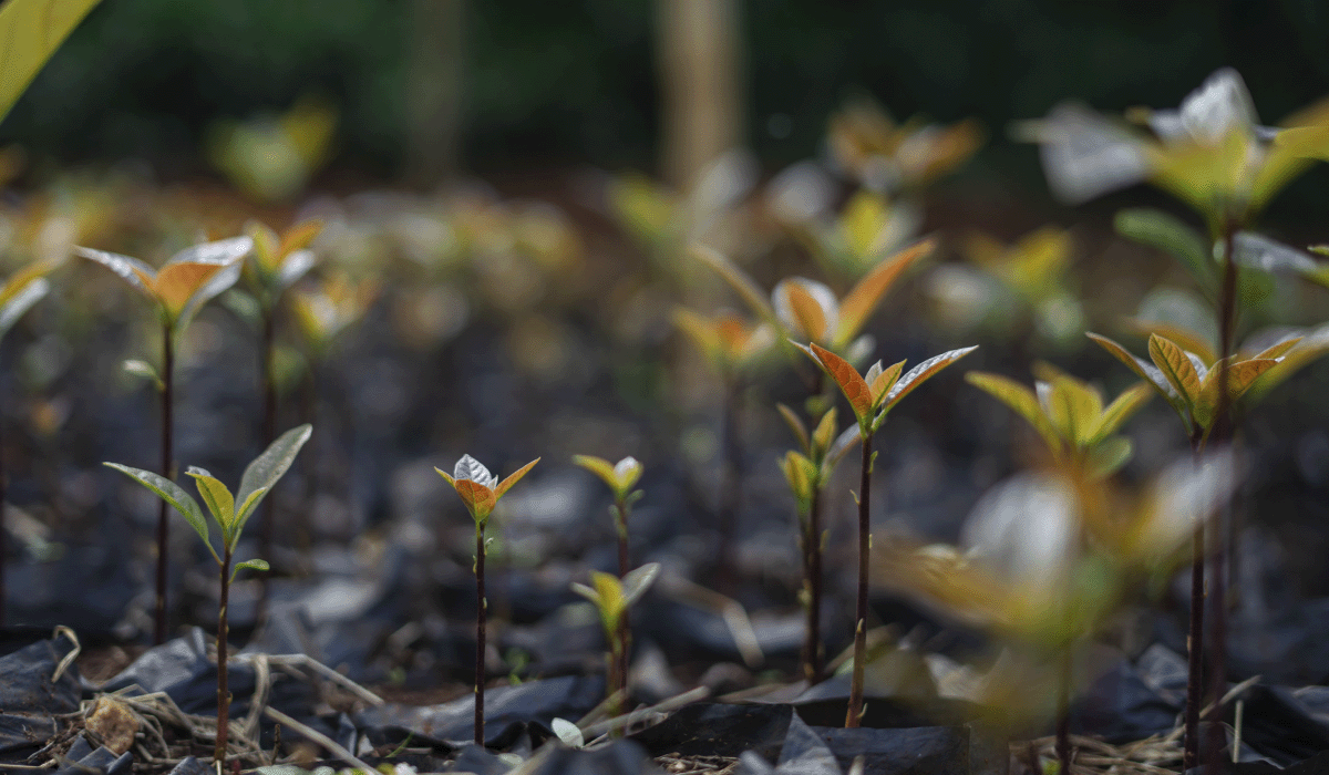 EU Commission’s new reporting standards: a bold step towards corporate sustainability