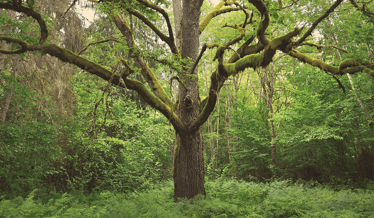 The European Commission’s new guidelines to support tree-planting actions