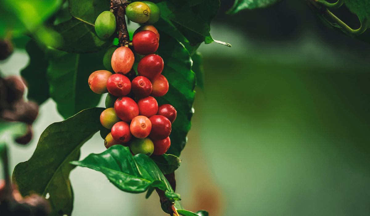 EU's deforestation regulation: challenges and opportunities for food companies